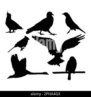 Ensemble de silhouettes d'oiseaux sur fond blanc Illustration de Vecteur