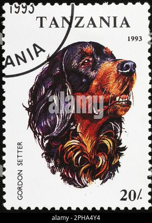 Portrait de Gordon Setter sur timbre-poste de la Tanzanie Banque D'Images
