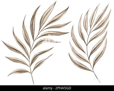 Ensemble aquarelle de feuilles de palmier séchées isolées sur fond blanc. Banque D'Images