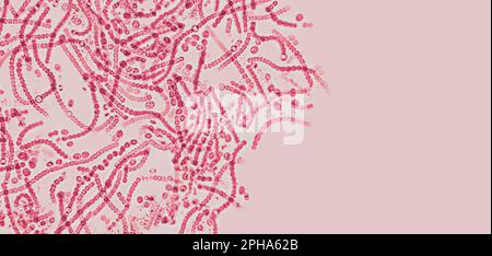 Probiotiques, bactéries lactiques. Bactéries et micro-organismes. Probiotiques microscopiques, flore bactérienne Banque D'Images