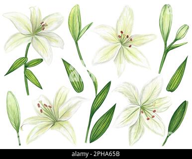 Ensemble de lilas blanches aquarelle à motif clipart. Fleurs blanches douces isolées sur fond blanc. Clipart pour cartes de vœux, invitations de mariage, carte d'anniversaire Banque D'Images