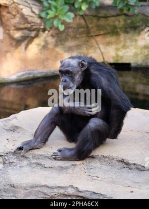 Chimpanzé (Pan troglodytes) Bioparc Fuengirola, Málaga, Espagne. Banque D'Images