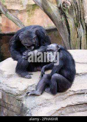 Chimpanzé (Pan troglodytes) Bioparc Fuengirola, Málaga, Espagne. Banque D'Images