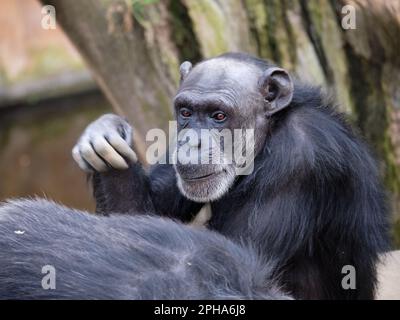 Chimpanzé (Pan troglodytes) Bioparc Fuengirola, Málaga, Espagne. Banque D'Images