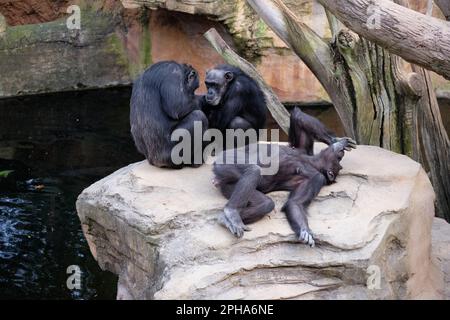 Chimpanzé (Pan troglodytes) Bioparc Fuengirola, Málaga, Espagne. Banque D'Images