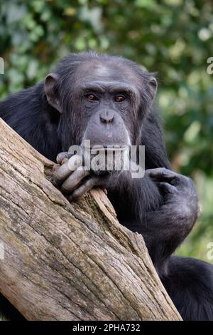 Chimpanzé (Pan troglodytes) Bioparc Fuengirola, Málaga, Espagne. Banque D'Images