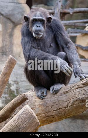 Chimpanzé (Pan troglodytes) Bioparc Fuengirola, Málaga, Espagne. Banque D'Images