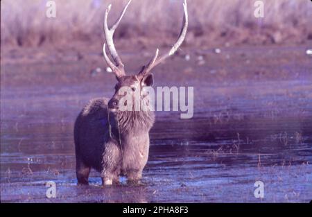 Le blackbuck, également connu sous le nom d'antilope indienne, est un antilope originaire de l'Inde et du Népal. Il habite des plaines herbeuses et des zones légèrement boisées avec des sources d'eau pérennes. Antilope, l'un des nombreux mammifères du Vieux monde qui broutage et qui naviguent à l'eau appartenant à la famille des Bovidae (ordre Artiodactyla). Nom scientifique: Antilope cervicapra Banque D'Images