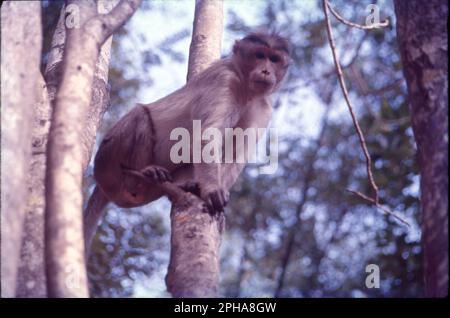 Parmi tous les autres macaques en Inde, le singe rhésus (Macaca mulatta) est le singe le plus commun et occupe un rôle important dans les aspects culturels et traditionnels du pays. Banque D'Images