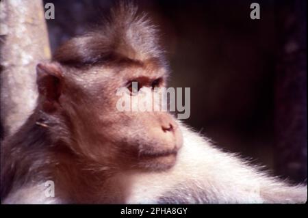 Parmi tous les autres macaques en Inde, le singe rhésus (Macaca mulatta) est le singe le plus commun et occupe un rôle important dans les aspects culturels et traditionnels du pays. Banque D'Images