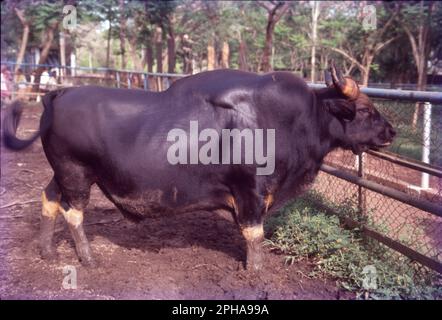 Le buffle d'eau sauvage, également appelé buffle asiatique, buffle asiatique et buffle sauvage, est un gros bovin originaire du sous-continent indien et de l'Asie du Sud-est. Il est inscrit comme étant en voie de disparition dans la liste rouge de l'UICN depuis 1986, la population restante étant inférieure à 4 000. Nom scientifique: Bubalus arnee Banque D'Images