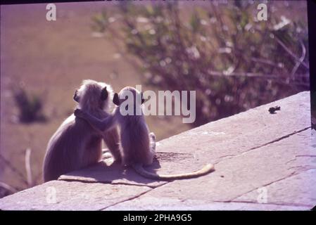 Parmi tous les autres macaques en Inde, le singe rhésus (Macaca mulatta) est le singe le plus commun et occupe un rôle important dans les aspects culturels et traditionnels du pays. Banque D'Images