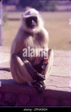 Parmi tous les autres macaques en Inde, le singe rhésus (Macaca mulatta) est le singe le plus commun et occupe un rôle important dans les aspects culturels et traditionnels du pays. Banque D'Images