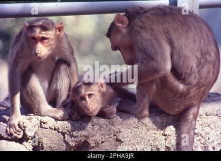 Parmi tous les autres macaques en Inde, le singe rhésus (Macaca mulatta) est le singe le plus commun et occupe un rôle important dans les aspects culturels et traditionnels du pays. Banque D'Images