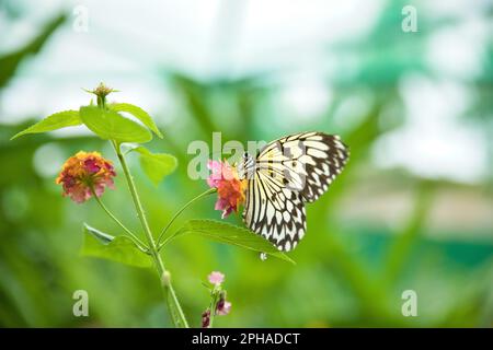 Un papillon monarque tourné de près assis sur des fleurs avec un fond clair et diffus. Banque D'Images