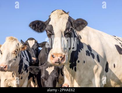 Face d'une vache à l'aspect noir et blanc, nez rose, devant une vache de troupeau et un ciel bleu Banque D'Images