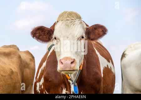 Portrait de vache, un joli et calme rouge bovin, avec visage blanc, nez rose, oreilles rouges et expression amicale, vue de face un ciel bleu Banque D'Images