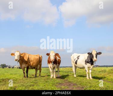 Groupe de vaches paître dans le pâturage, paisible et ensoleillé et un ciel bleu, noir rouge et blanc, debout côte à côte dans un champ, regardant gaif Banque D'Images