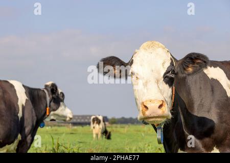 Tête de vache à l'aspect curieux, au coin à droite, vue moyenne d'un visage noir et blanc devant un ciel bleu Banque D'Images