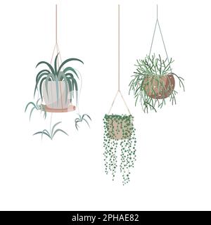 Plantes à suspendre dans des pots de fleurs. Illustration vectorielle isolée à main plate. Feuillage pour un bureau moderne ou une décoration d'intérieur. Fleurs mignons pour la ville Illustration de Vecteur