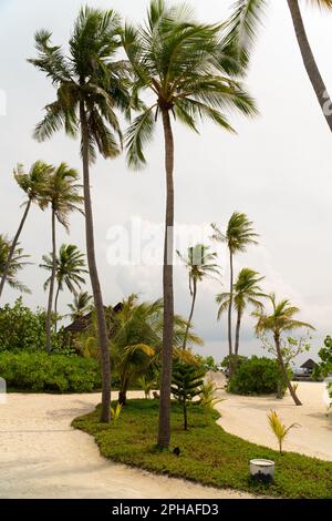 belle vue de grands palmiers qui balancent dans la brise de l'océan sur une île tropicale isolée dans les maldives. Banque D'Images