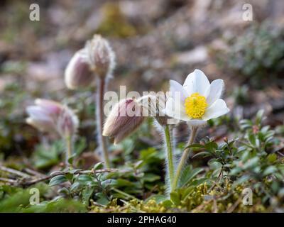 Anemone di primavera Banque D'Images