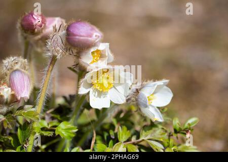 Anemone di primavera Banque D'Images