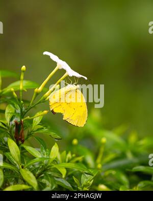 Vue rapprochée d'une herbe commune jaune (Eurema hecabe) papillon reposant sur des fleurs blanches dans le jardin de Mangalore à Karnataka, Inde. Banque D'Images