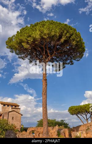 Majestueux pin de pierre (Pinus pinea) sur le Mont Palatin à Rome, Italie. Communément appelé un Umbrella Pine Do à sa large canopée, région natale: Mediter Banque D'Images