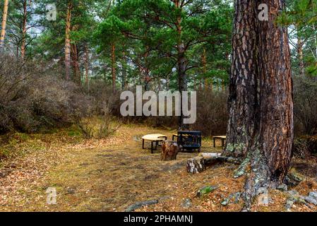 Un foyer, un foyer en métal entouré de bancs en bois, se dresse sous un arbre dans une forêt de l'Altaï. Banque D'Images