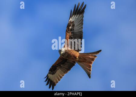 Red Kites survolent dans le ciel pendant qu'ils se nourrissent au Muddy Boots Cafe, Harewood, Leeds, Royaume-Uni, 27th mars 2023 (photo de Mark Cosgrove/News Images) Banque D'Images