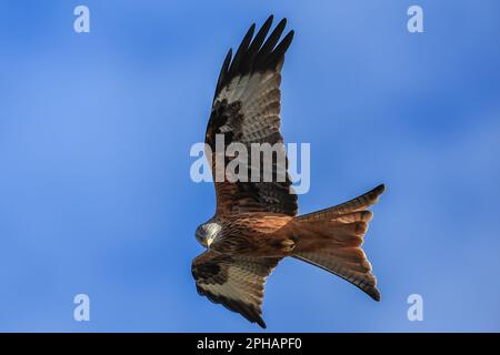 Red Kites survolent dans le ciel pendant qu'ils se nourrissent au Muddy Boots Cafe, Harewood, Leeds, Royaume-Uni, 27th mars 2023 (photo de Mark Cosgrove/News Images) Banque D'Images