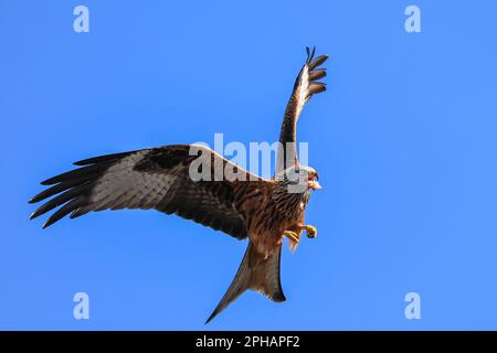 Red Kites survolent dans le ciel pendant qu'ils se nourrissent au Muddy Boots Cafe, Harewood, Leeds, Royaume-Uni, 27th mars 2023 (photo de Mark Cosgrove/News Images) Banque D'Images