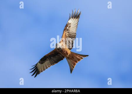 Red Kites survolent dans le ciel pendant qu'ils se nourrissent au Muddy Boots Cafe, Harewood, Leeds, Royaume-Uni, 27th mars 2023 (photo de Mark Cosgrove/News Images) à Harewood, Leeds, Royaume-Uni, le 3/27/2023. (Photo de Mark Cosgrove/News Images/Sipa USA) Banque D'Images