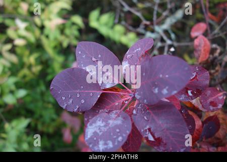 Concentrez-vous sur les gouttes de pluie sur les feuilles brillantes du buisson pourpre (Cotinus coggygria) dans un paysage d'automne Banque D'Images