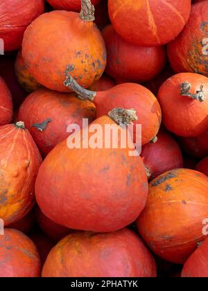 Un gros plan de la courge kuri rouge fraîchement récoltée sous la lumière du soleil Banque D'Images