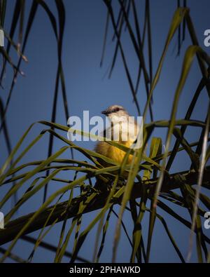 Tyran de bétail perché sur une branche entourée d'un feuillage vert. Machetornis rixosa. Banque D'Images