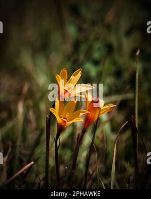 Un gros plan de toile d'or crocus, belles fleurs jaunes. Crocus angustifolius. Banque D'Images