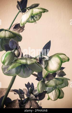 Une impression artistique de fleurs hellebore Banque D'Images