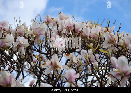 Fleurs roses en fleurs au printemps Banque D'Images