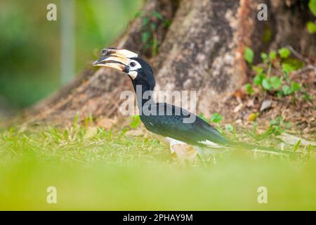 Femelle orientale pied de charme collectant du matériel de nidification sous son nid dans un arbre de parc, Singapour Banque D'Images