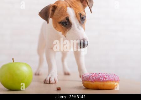 Jack Russell Terrier décide quoi manger. Beignet et pomme verte. Habitudes alimentaires du chien Banque D'Images