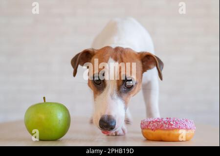 Jack Russell Terrier décide quoi manger. Beignet et pomme verte. Habitudes alimentaires du chien Banque D'Images