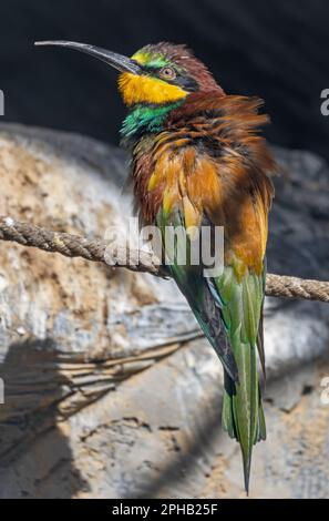 Vue rapprochée d'un apiculteur européen (Merops apiaster) Banque D'Images