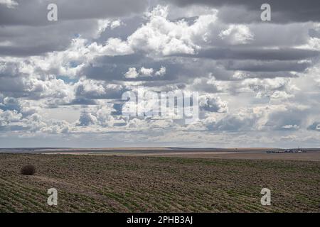 Agriculture intérieure Pacifique Nord-Ouest pays aride au printemps, WA Banque D'Images