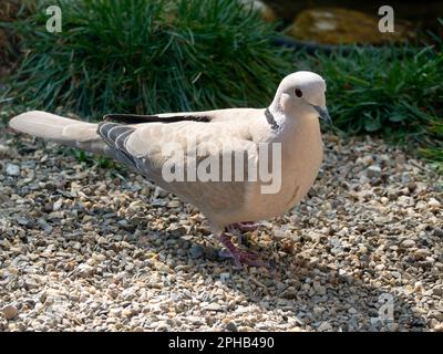 Colombe à col, Streptopelia decaocto, dans le jardin, pays-Bas Banque D'Images