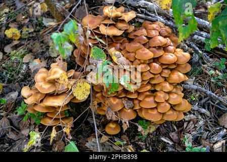Un bouquet de champignons miel poussant sur une souche dans la forêt. Banque D'Images