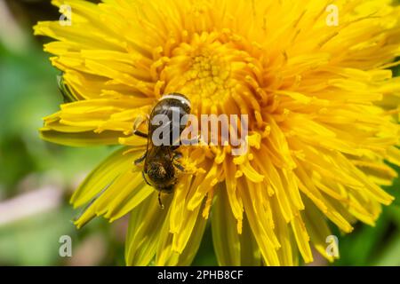 Un seul spécimen isolé d'abeille prenant du pollen sur les fleurs de pissenlit jaune. Banque D'Images