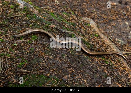 Slowworm Anguis fragilis photographié avec une faible profondeur de champ. Photo macro. Banque D'Images