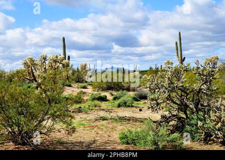 Le désert de Sonora dans le centre de l'Arizona aux États-Unis Banque D'Images